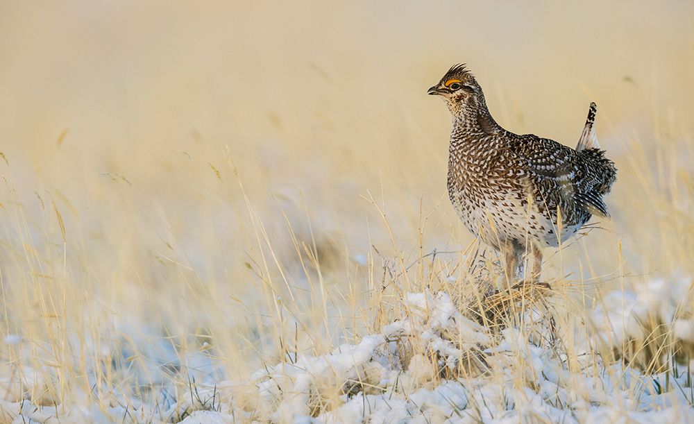 Sharp-tailed grouse-vantage point